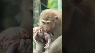 Life of Monkeys: mother monkey is meticulously cleaning her newborn baby monkey. Life of Monkeys: mother monkey is meticulously cleaning her newborn baby monkey.
