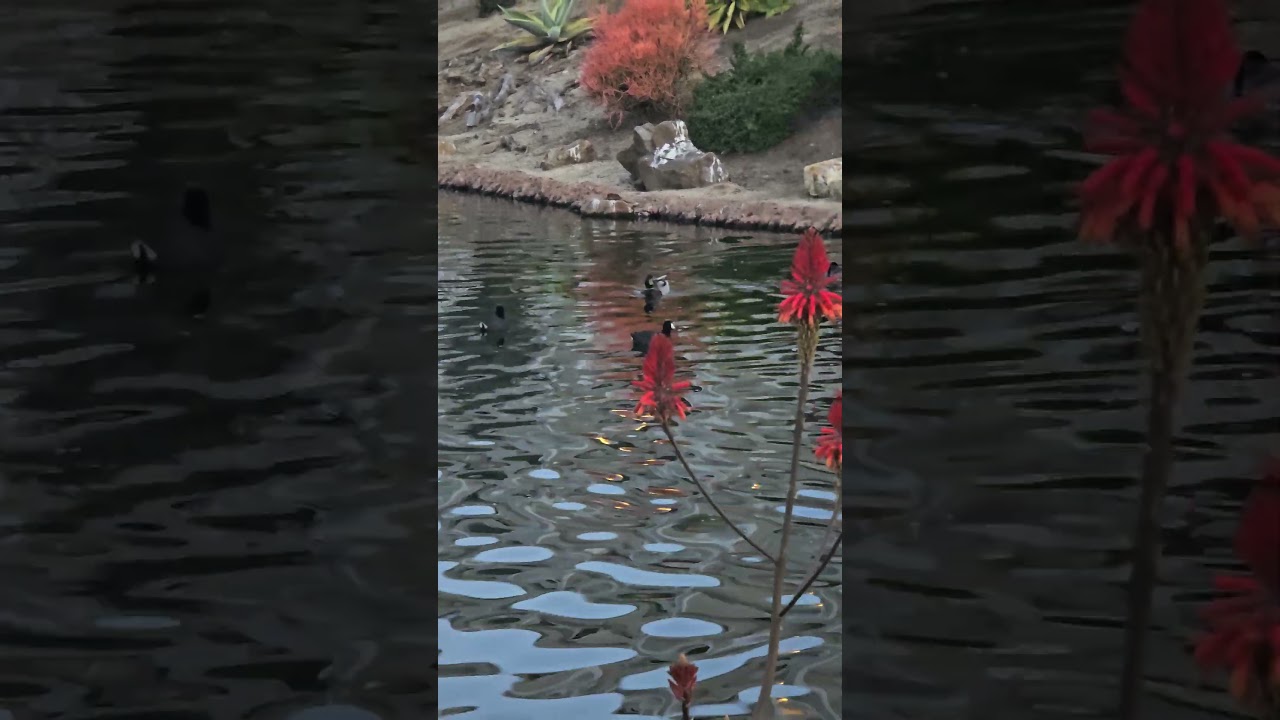 birds in pond oiseau 鳥 Vogel 새 uccello นก qush птица  burung ibon chim eye ndege pássaro طائرp
