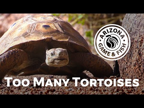 Too many tortoises need help finding their forever homes!