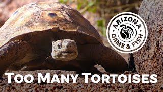 Too many tortoises need help finding their forever homes!