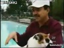 Водоплавающие коты (подборка). Swimming Cats