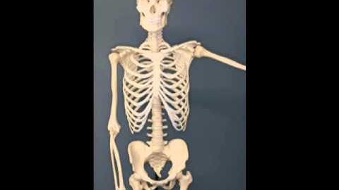 skeleton rattling