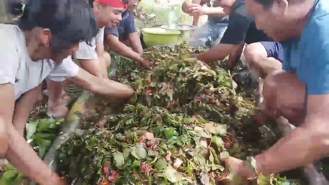 Cara membuat daging babi dicampur daun mayana di dalam bambu (Pa'piong duku bai')