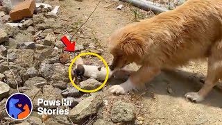 'Please adopt my puppies' Mother dog brought her newborn puppies asking for help from humans.