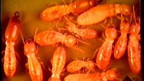 Identification of Wood Destroying Organisms