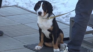 видео: ДТ - 296. Большой швейцарский зенненхунд - особенности воспитания картинка: ДТ - 296. Большой швейцарский зенненхунд - особенности воспитания