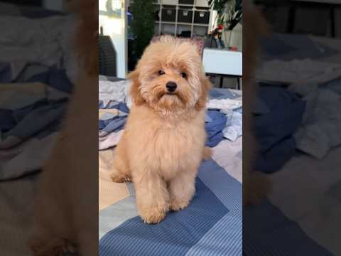 КУПАНИЕ ЩЕНКА МАЛЬТИПУ 🐶💦 #мальтипу #щенок #собака #maltipoo #dog #растения