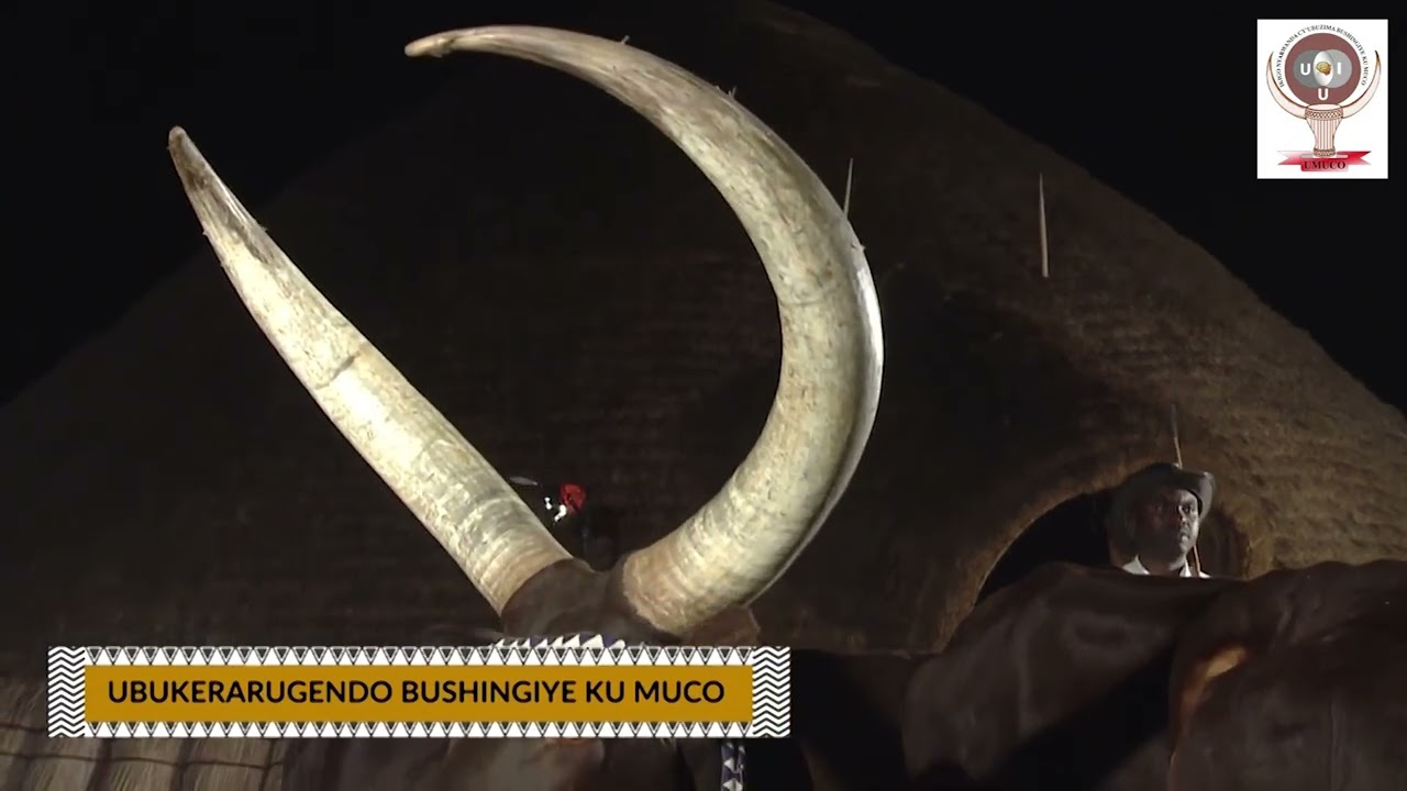 Inyambo, Inka zivuze byinshi mu Mateka n'Umuco by'U  Rwanda. Aha turi mu Rukali Benimana!