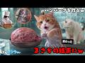 【爆笑】半額のひき肉でハンバーグ作るはずが...なぜか〇〇化した件w
