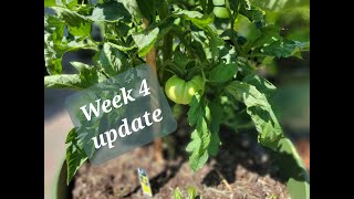 Container Garden Update | Week 4 2022 by Onnie's Prairie Garden 38 views 1 year ago 11 minutes, 15 seconds