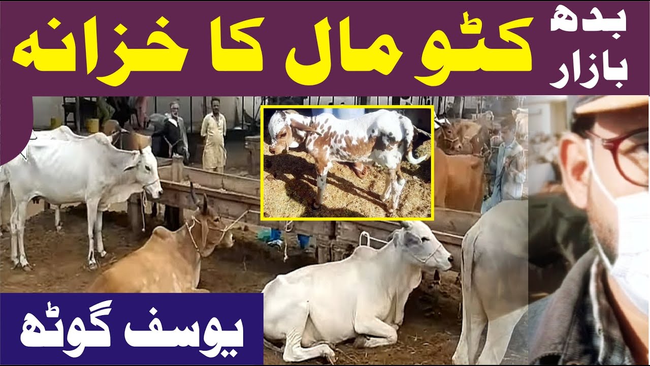 Cows Cattle Rates updates Yousuf Goth Maveshi Mandi Cattle Farming Online Sale Livestock