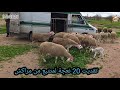 In The Name Of God I Put My Trust In God I Bought 20 Sheep For A Follower From Marrakech Al D