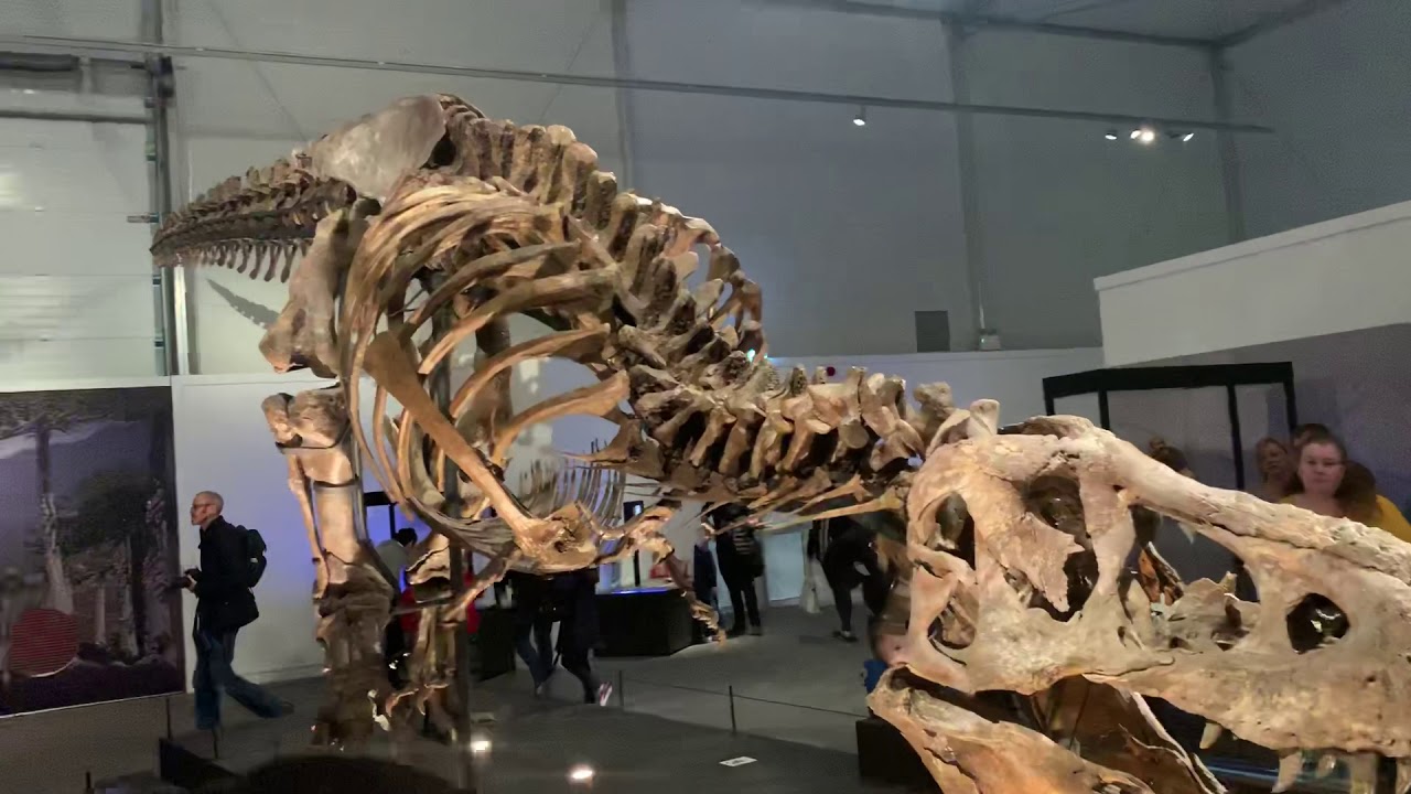 Kelvin hall Glasgow seeing a real T Rex