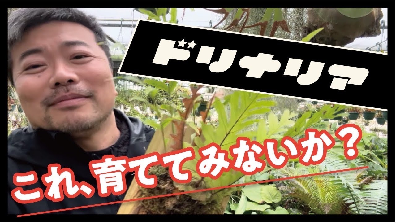 自由奔放な植物を育ててみないか⁉️ 育てかた #観葉植物 #ドリナリア