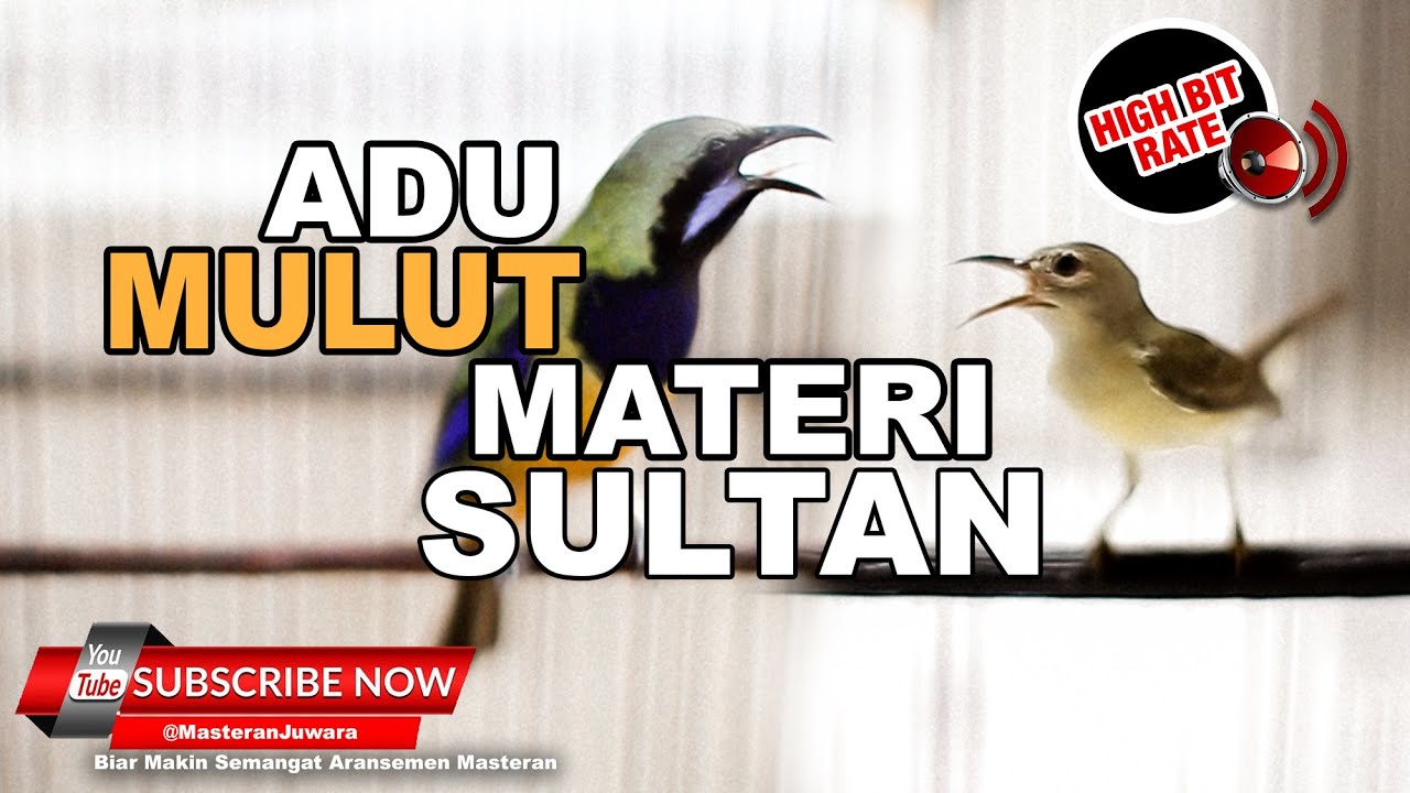 #1 🔴 Masteran Juwara Materi Sultan Bruney Cucak Cungkok VS Kolibri Kelapa❗️Masteran Ampuh❗️