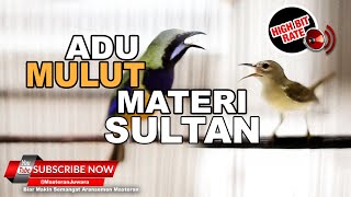 #1 🔴 Masteran Juwara Materi Sultan Bruney Cucak Cungkok VS Kolibri Kelapa❗️Masteran Ampuh❗️