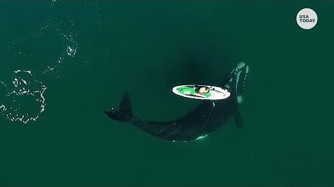 Whale in Argentina swims towards paddleboarder, gives a nudge
