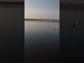 Lobina GIGANTE ataca en superficie