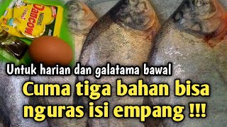 BAHAYA !! Jangan menggunakan umpan ini di harian ikan bawal