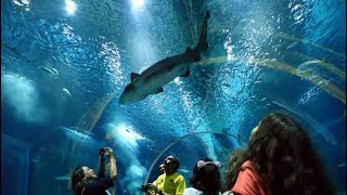 Visitando o #AquaRio aquário do Rio de Janeiro #brancoala #luccasneto