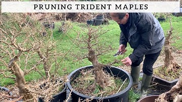 Pruning Trident Maples