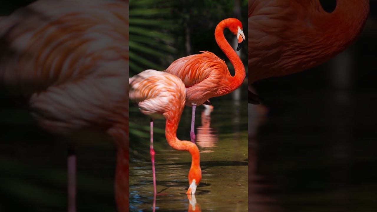 Why Do Flamingos Stand on One Leg? The Surprising Truth