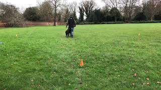 Fargo starting to work on knpv obedience