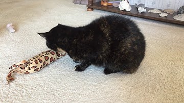 Allegra with the Leopard Kick Stick from Space Kitty Express