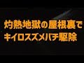 灼熱地獄の屋根裏でキイロスズメバチ駆除【滋賀県大津市国分】 Japanese Giant Hornets Nest removal-Japanese BeeHive Hunter