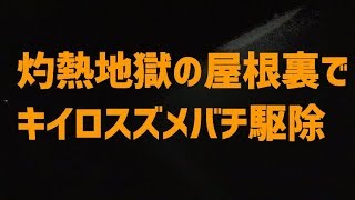 灼熱地獄の屋根裏でキイロスズメバチ駆除【滋賀県大津市国分】 Japanese Giant Hornets Nest removal-Japanese BeeHive Hunter