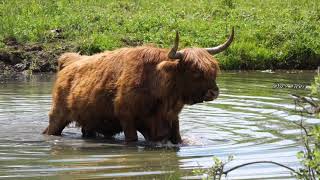 Yak video and sounds