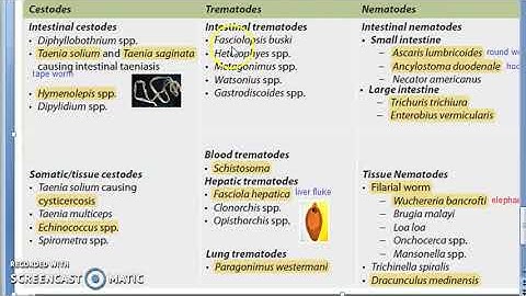 Parasitology 001 c Parasites Classification Helminth Cestodes Trematodes Nematodes