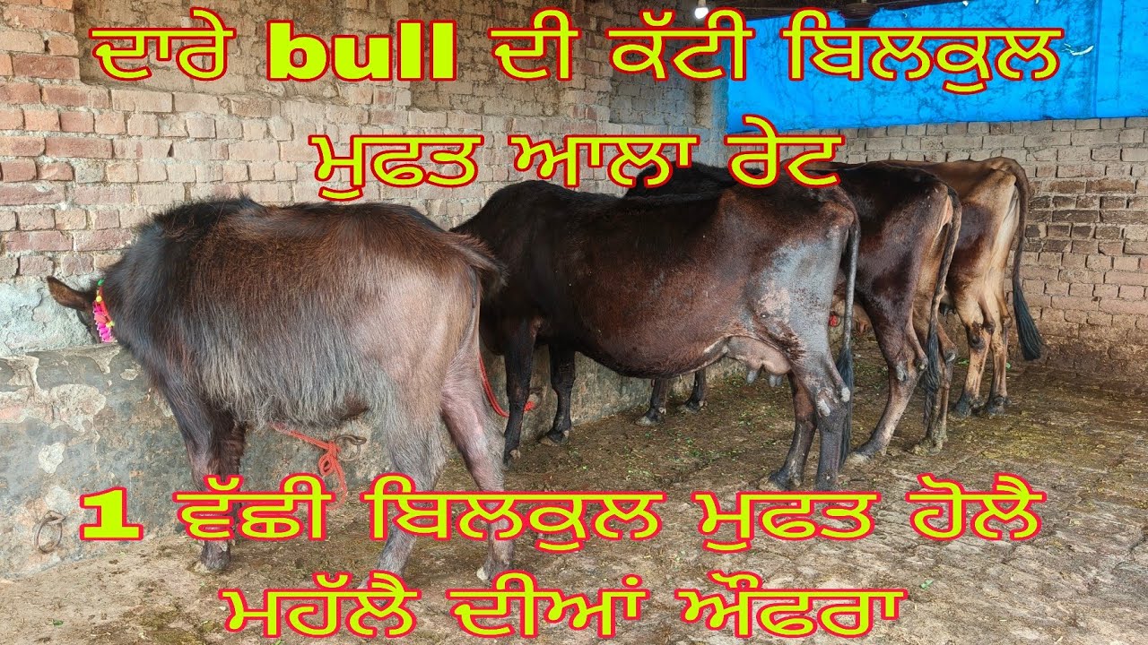 ਤੋਕੜਾ ਗੱਬਣਾ ਵੈਹੜਾ ਵੀਕਾੳ ਫੋਨ ਨੰਬਰ 8427278296#subscribemychannel 