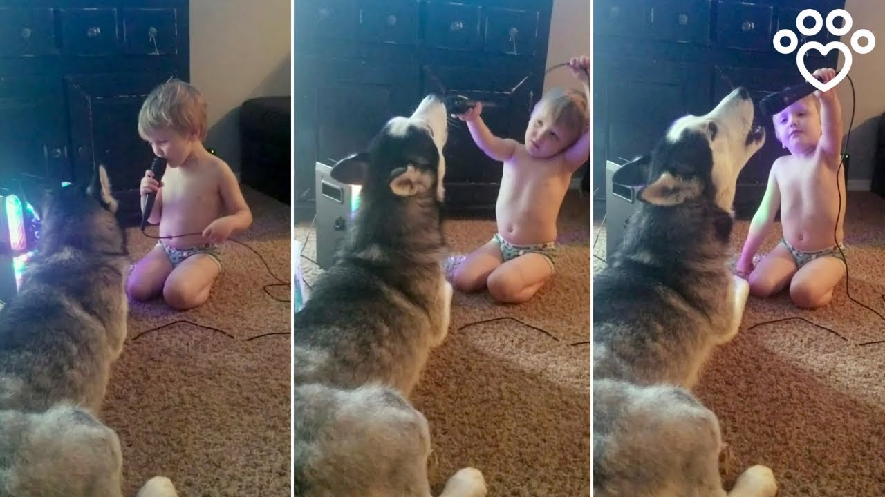 fuzzy dice Husky Dog Sings Duet On Karaoke Machine