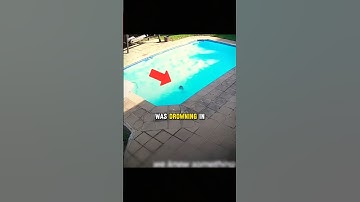 A little Dog Fell into the Pool But It