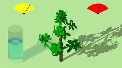 Functional Structural Plant Model (FSPM) GreenLab continuous prototype (2009)