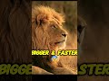 Tiger vs Lion… Who Wins? 🐅🦁#animals #lion #tiger #vs