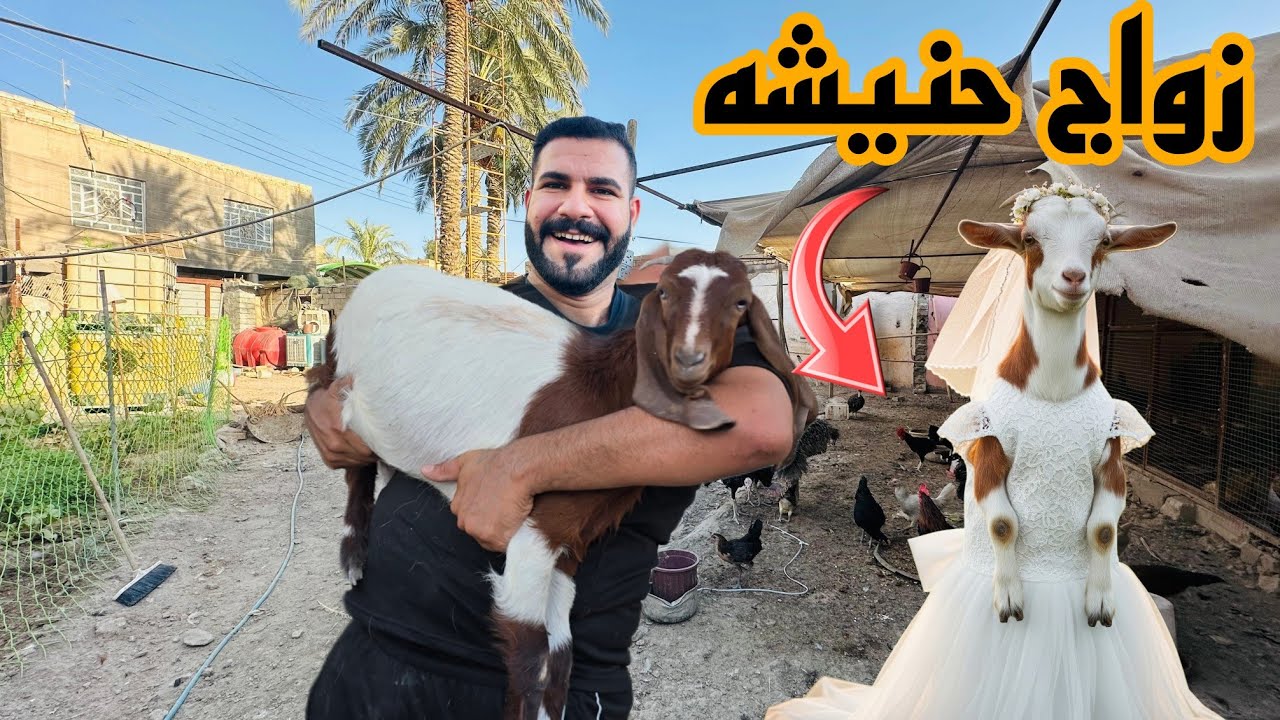 سوينه عرس للماعز 🎉🤣