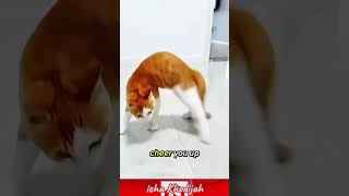 This Kitten Will Fix Your Mood‼️#Shorts#fyp