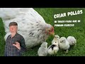 Cómo encluecar las gallinas y tener POLLOS 🐣