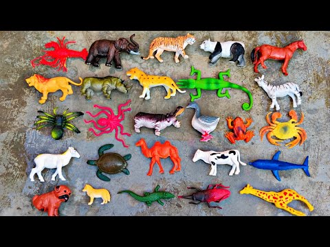 Animals in water lion tiger rhino rabbit reindeer hippo giraffe leopard bear deer cheetah dog co