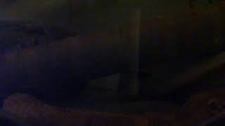 Live Gecko Stream 20200316