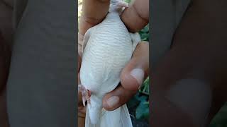 Perkutut Lokal Langka Berbulu Indah !! Perkutut Putih Majapahit #shorts Perkutut Lokal Langka Berbulu Indah !! Perkutut Putih Majapahit #shorts