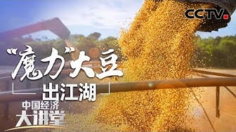 大豆 Youtube