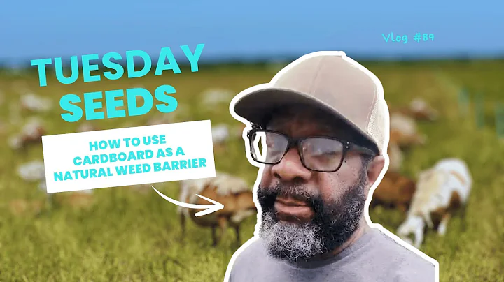 Sheet Mulching Explained: How to Use Cardboard as a Natural Weed Barrier