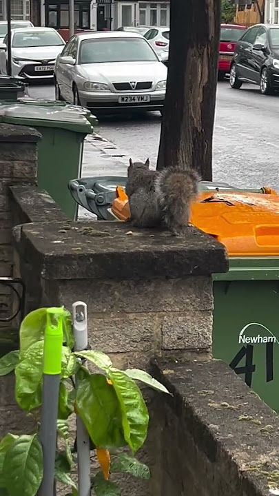 Squirrel is visiting our neighbourhood again #memories #squirrel