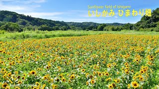 ひまわり畑 🌻 📍#中萩ひまわり畑