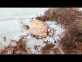 Pacman frog