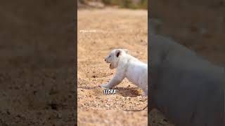 leona abandona a su pequeña cría 💥😞 #animales #salvajes #animalsalvaje #animals #animalessalvajes