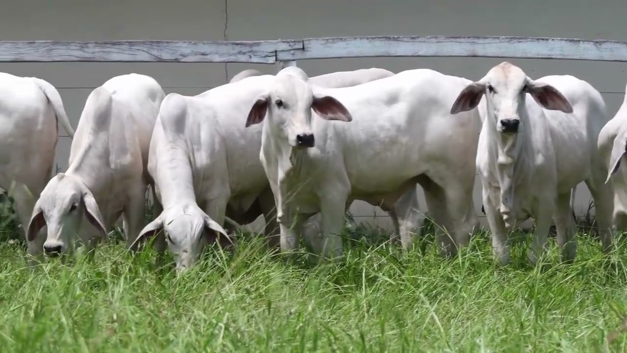 Bezerros Tabapuã 2026 